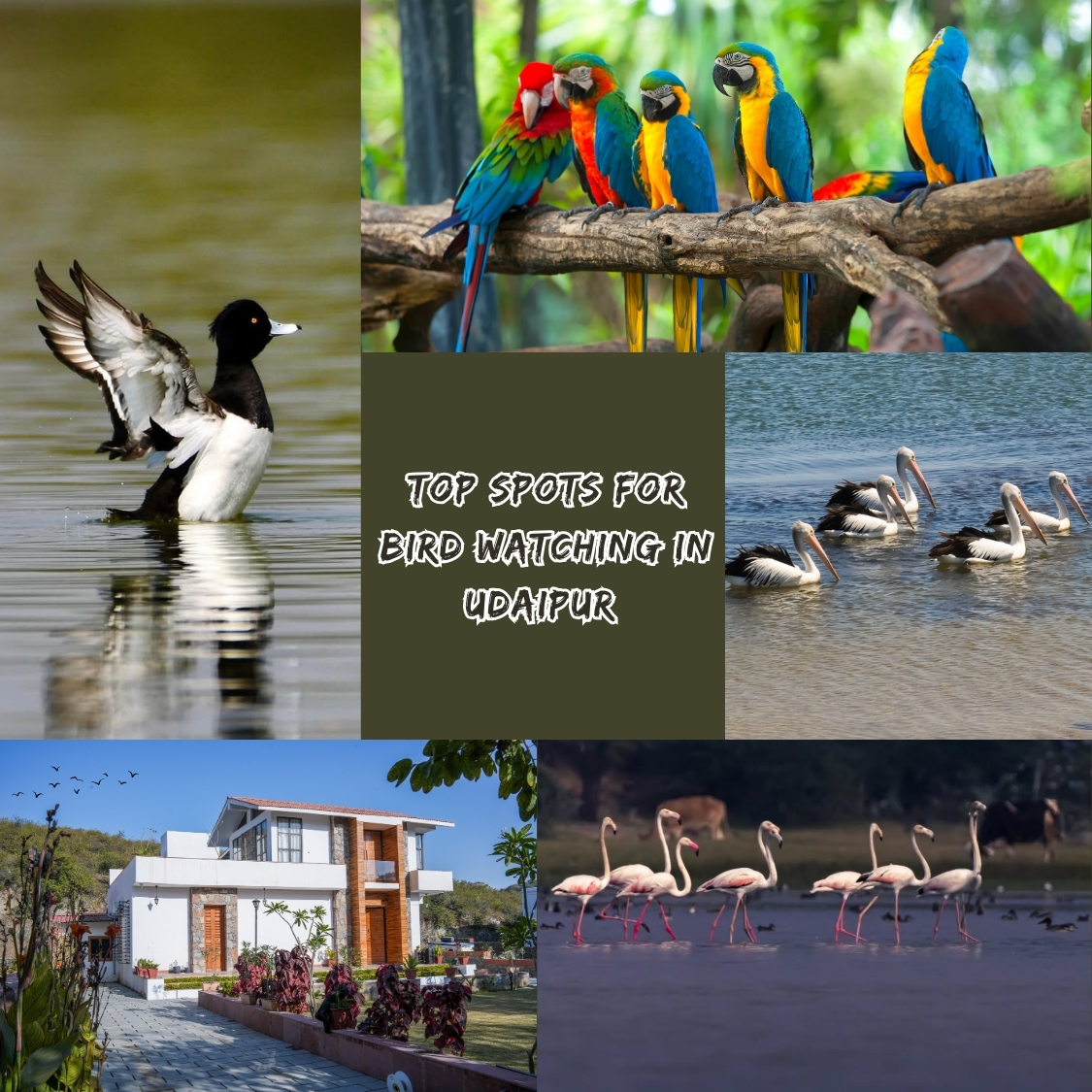 bird watching blog grid