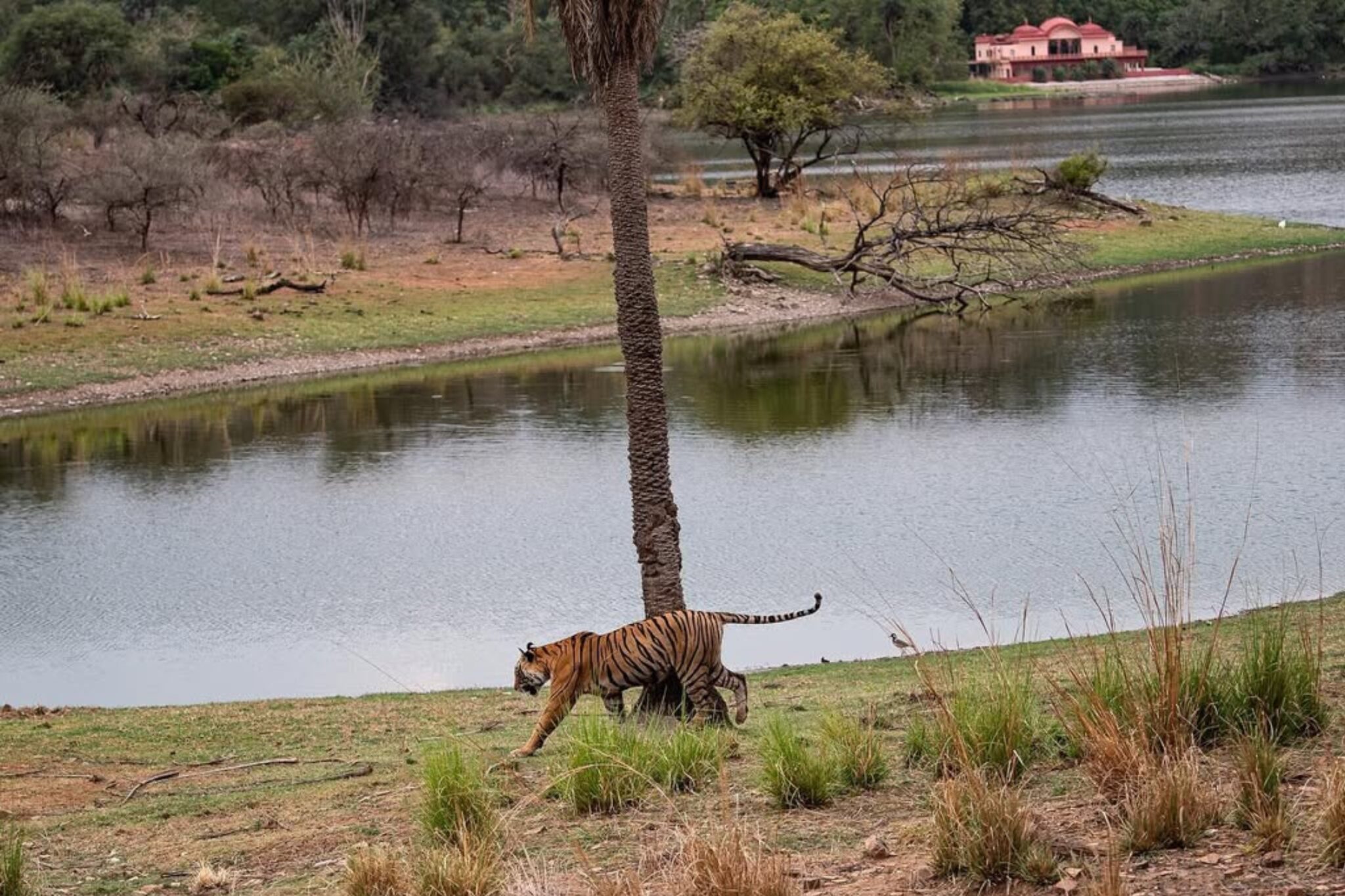 Ranthambore Fort | A UNESCO World Heritage Site