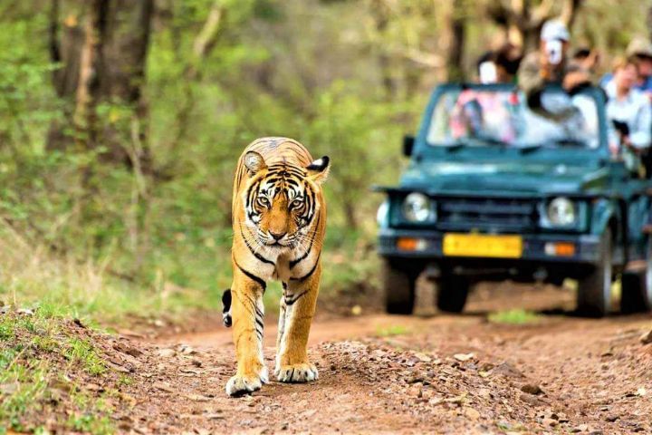 Jungle Safari Park Udaipur