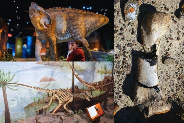 Activities at the Dinosaur Fossil Park and Museum