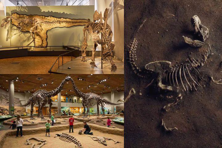 Why is the Dinosaur Fossil Park and Museum Popular