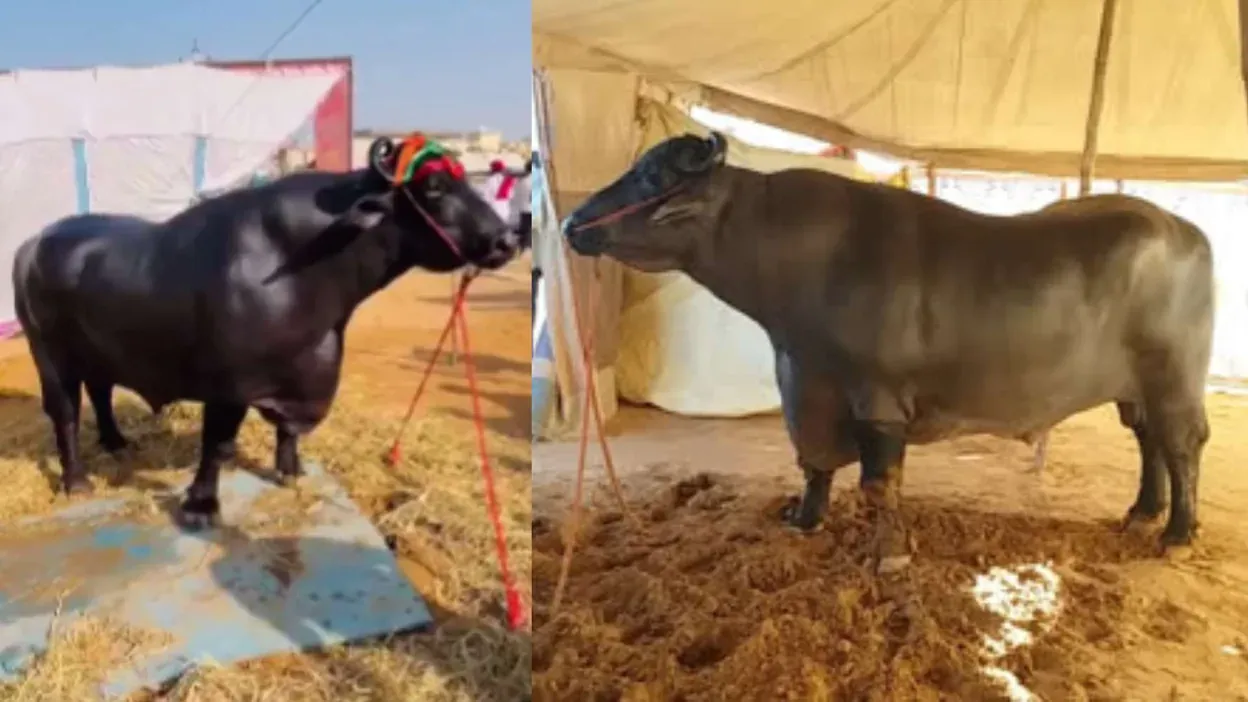 Anmol | Murrah Buffalo